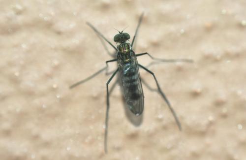 Liancalus virens